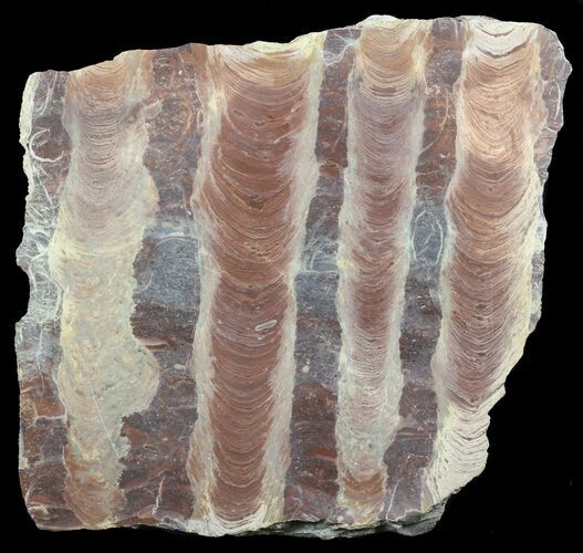 Polished Stromatolite (Jurusania) From Russia - Thick Slab #57686